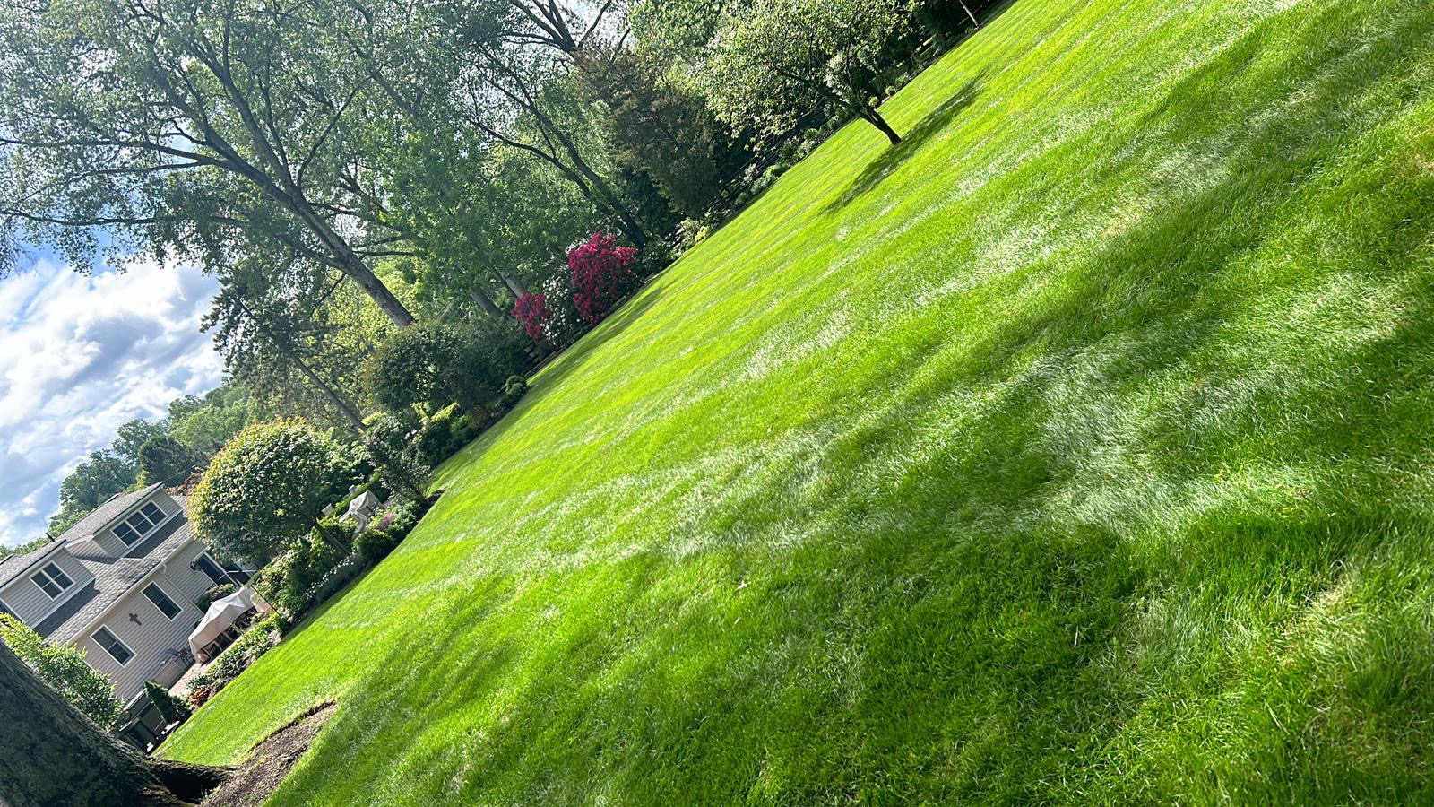 Freshly mowed lawn