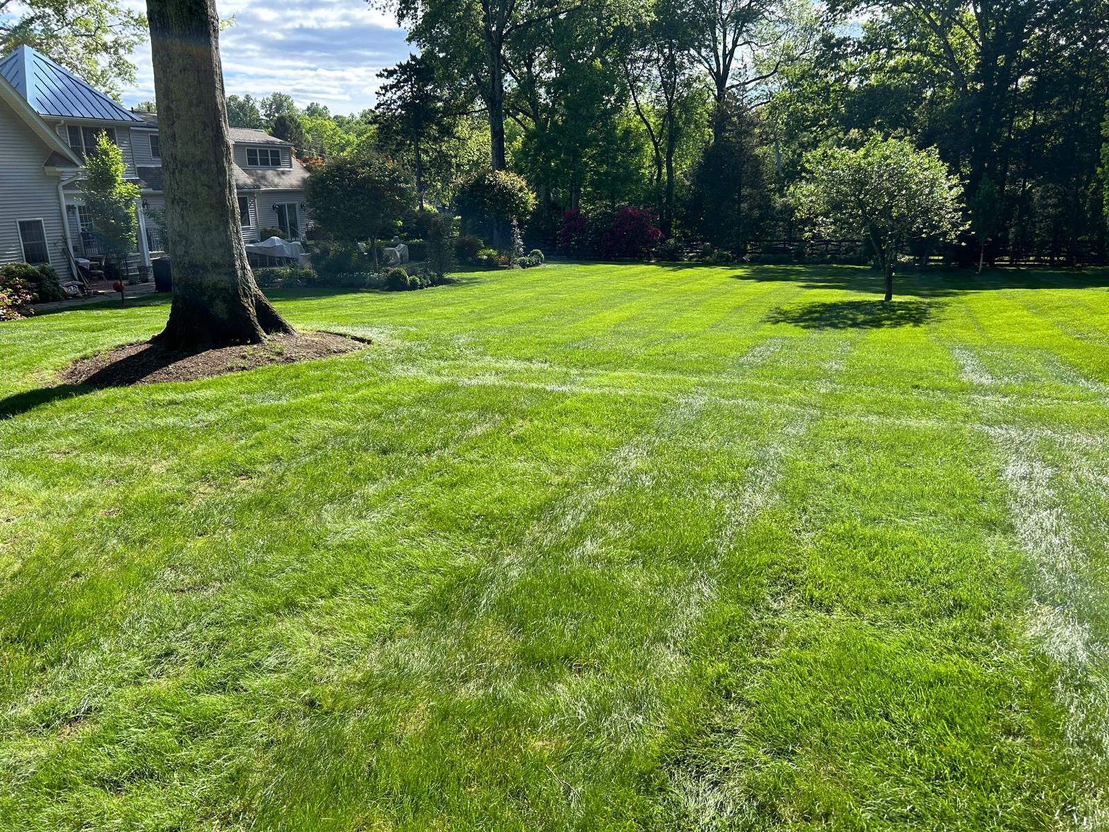 Lush flat lawn with fresh mowing stripes